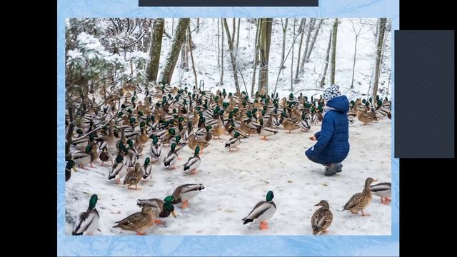 Помогая птицам — помогаем себе. Что мы можем сделать для птиц зимой (Вебинар)