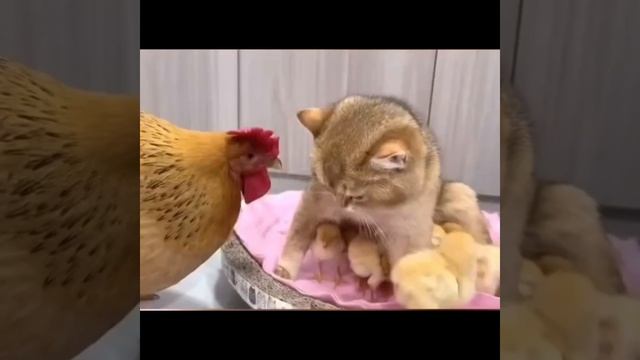 Курочка