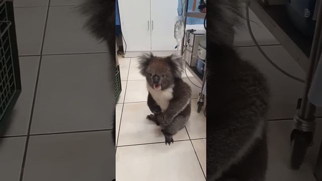 Милая коала просит кушать