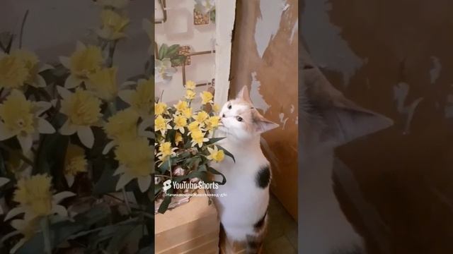 любимые цветы