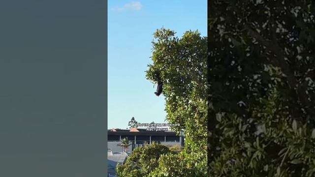 Такой вид из окна в Австралии.