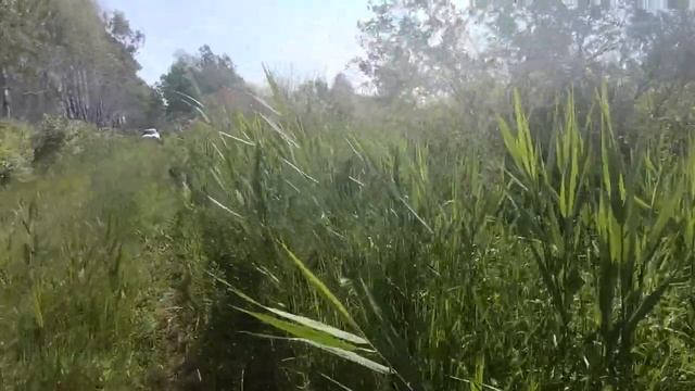 Поход через Боровлянский бор (подготовка)