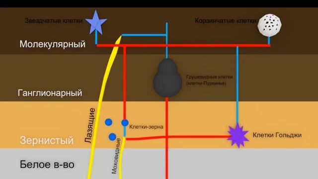 Рефлекторные дуги Коры Мозжечка за 2 минуты | Medanatfarm