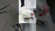 Купание для выставки на званом ужине