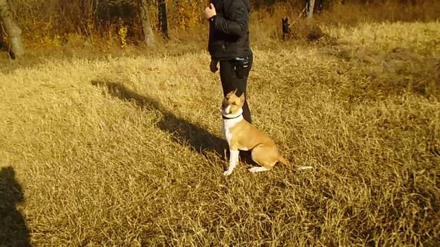 аст Амур (8 мес) .движение рядом . смена стимулов .тренинг 18,10,21