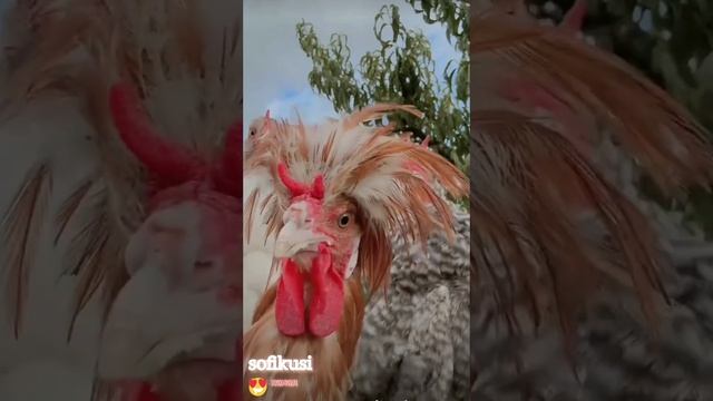 Туса у курочки Рябы  #funny  #funnyvideo #юмор #dance #music #chicken #петух #курица #новинка