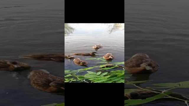 VID_20240727_190846.mp4