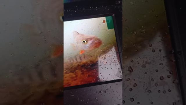 красивый полосатик смотрит в камеру