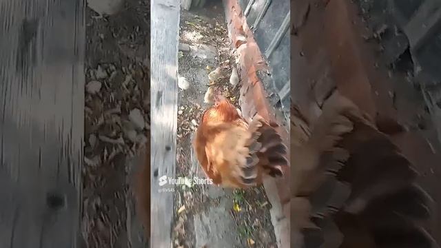 1000011133.mp4