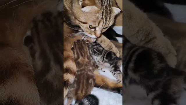 А тебе не жирно? #мыкотики #котик #киска #котятки #юмор #шутки #позитив #мяу