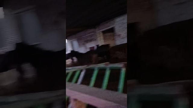 Приехали в табун выбирать лошадей