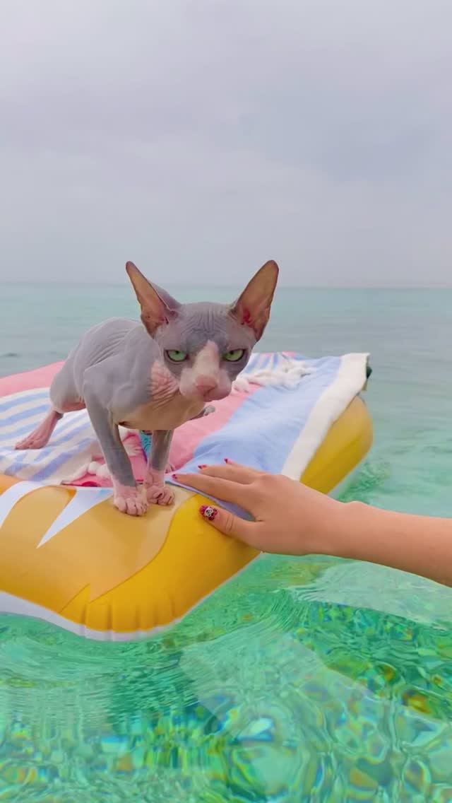 Кот плавает в море на надувном матрасе