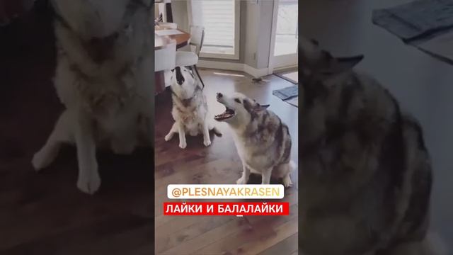 Лайки и БалаЛайки