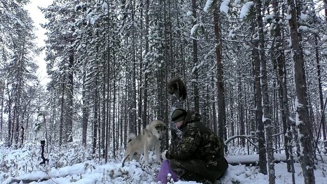 ТАЕЖНЫЙ. ПРОВАЛИЛСЯ.ЛОСЬ НЕ БОИТСЯ ВЫСТРЕЛА! ДРАКА РАЗБОЯ С КУНИЦАМИ.