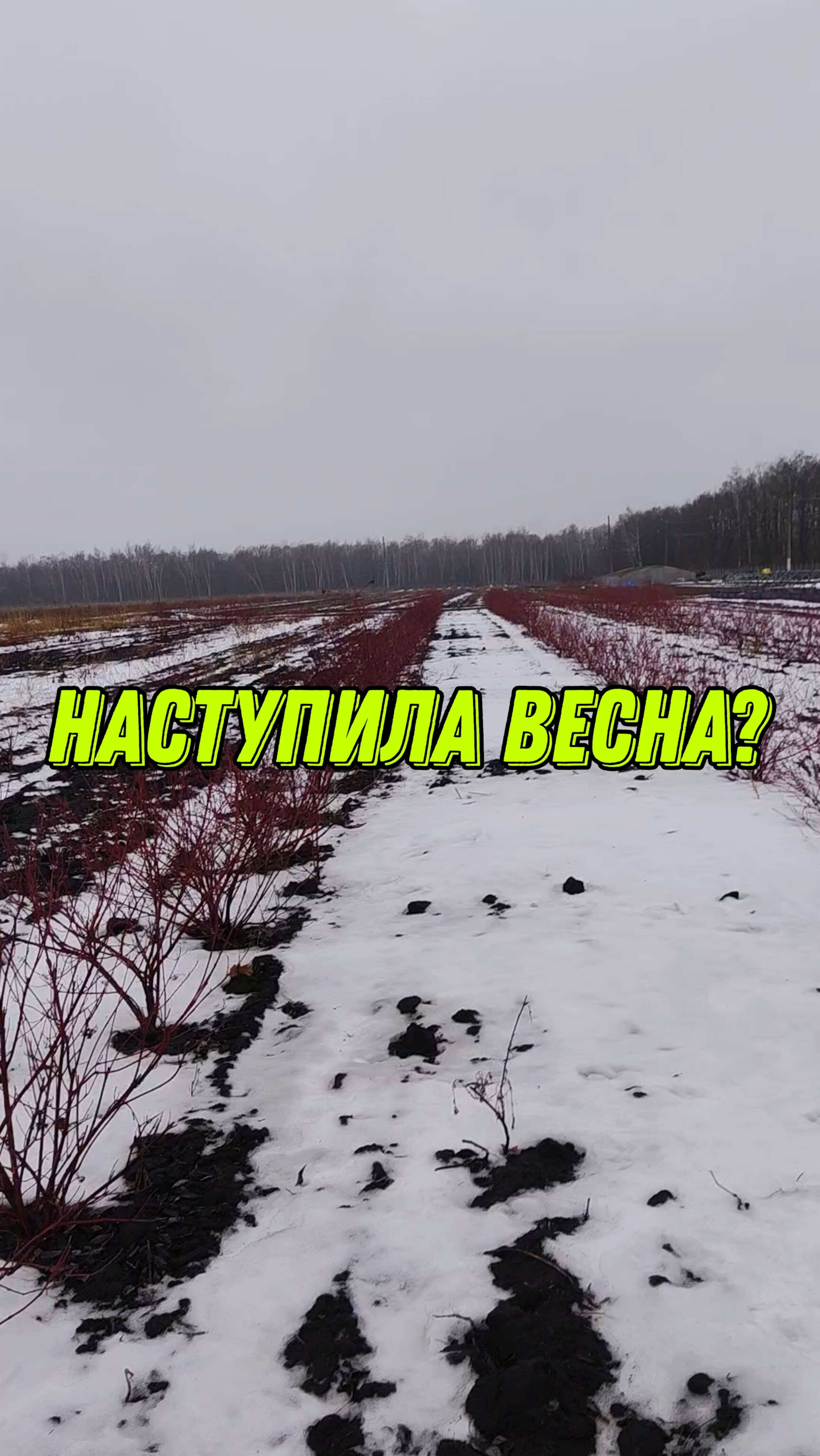 Наступила весна? Декабрь, в питомнике растений.