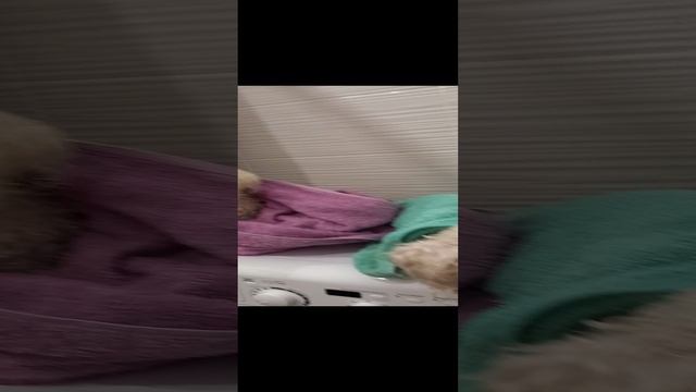 Собаки 🐶🐶. Жуля и Буся 😃. Дрессировка собак 🐕.