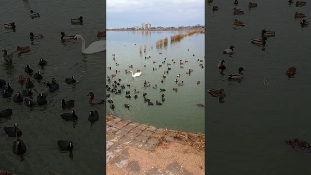 Одинокий лебедь в стае крякв и лысух. Пруд Ковш. Саки.