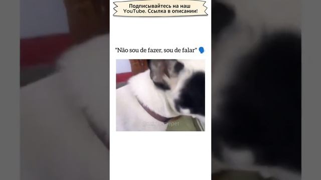 Приколы с собаками