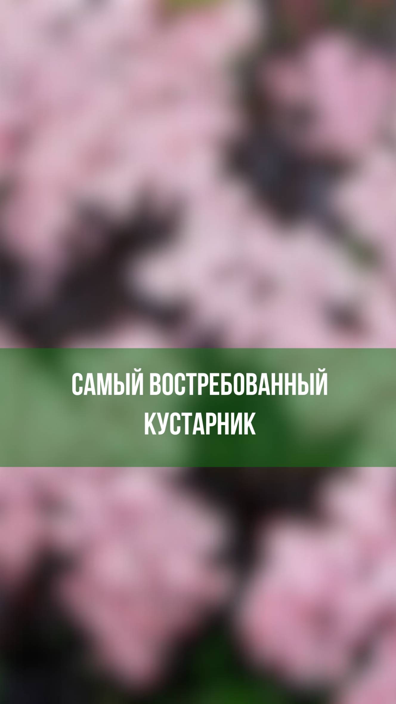 Что посадить рядом с калиной гордовиной, чтобы усилить эффект от цветения?