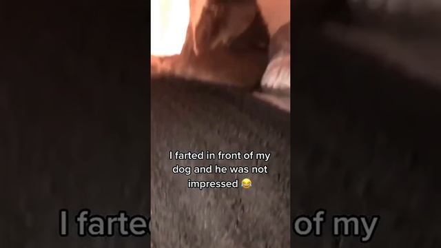 ð_¤£ð_¤£ð_¤£-funny-pets-funnytiktok-trending-viral-fyp-