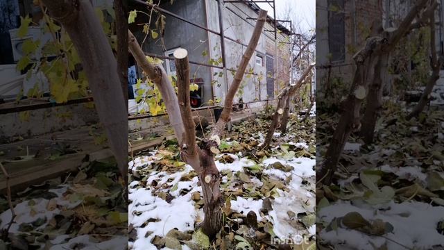 Обрезка инжира сорт Брунсвик. Формировка в один ствол, уплотненная посадка.