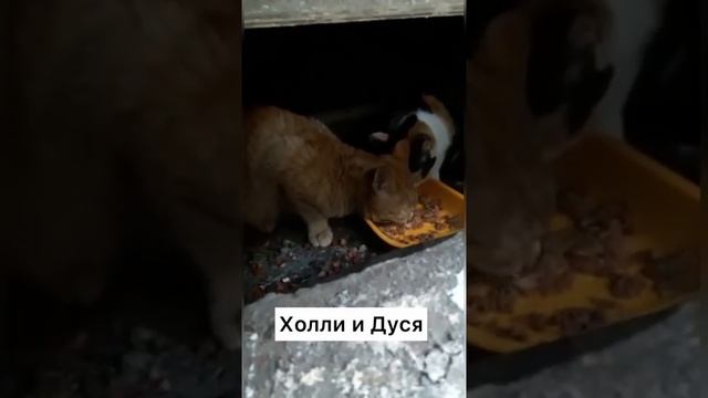 Мы в ВК https://vk.com/life_of_cats