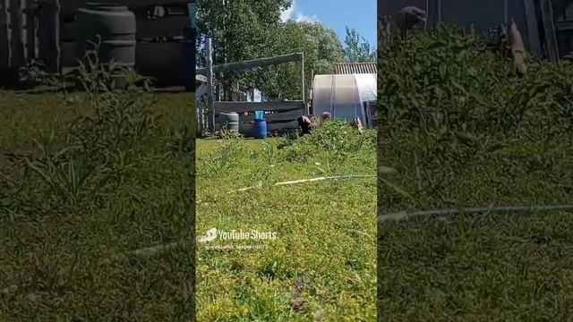 Индюк с петухом уходят - совсем не хотят позировать