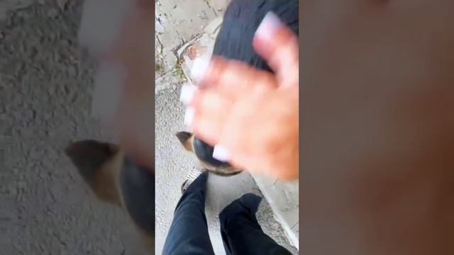 Мы спасли его. Подробнее в комментариях и в нашем ТГ: Хвостатый Дом #животные #собака #приют #собаки