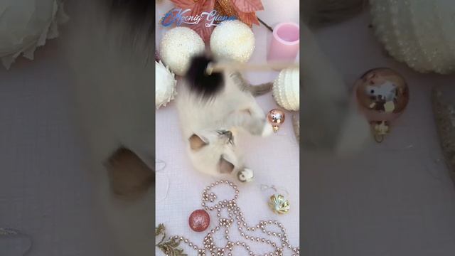 Невский маскарадный котёнок ONIKS KOENIG GLANCE, 1,5 месяца.