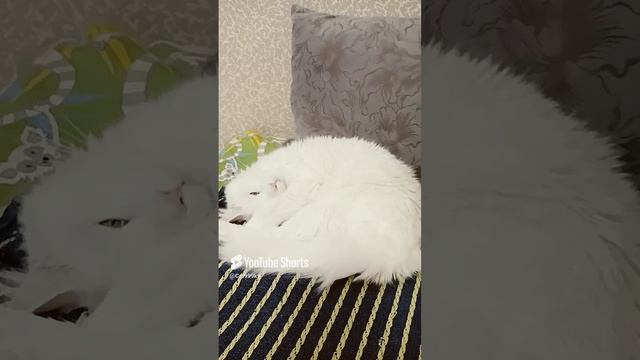 котики