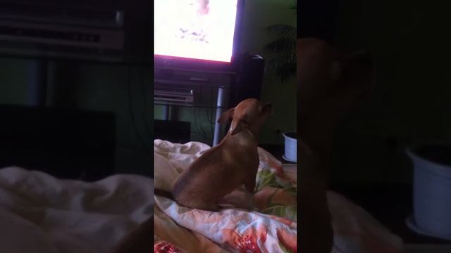 Собака читает реп