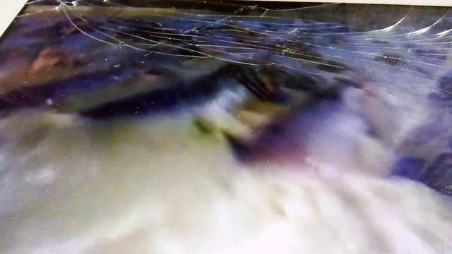 Бегемоты в деле. Как живут эти звери Западной Африки в реке Луангва.