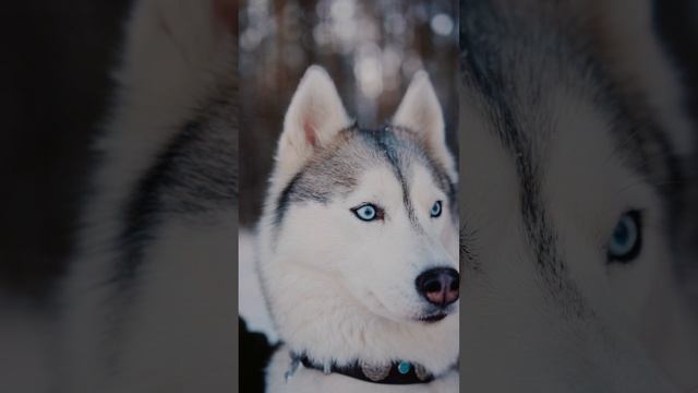 6507676-hd_1080_1920_25fps