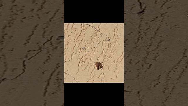1000901837.mp4