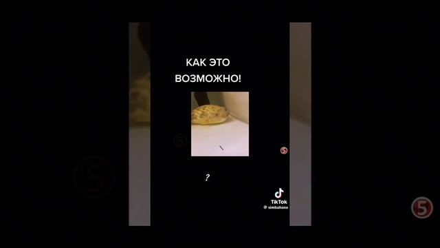 Ядовитая рыба