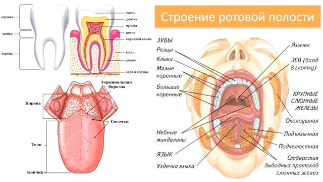9.2. Полость рта