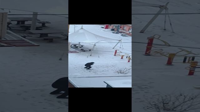 Хайхе  ( китай)