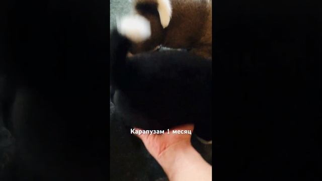 #dog #собака #akita #americanakita #puppy #funny