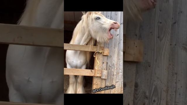 Приколы с лошадками