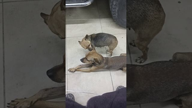 Этоо любовь