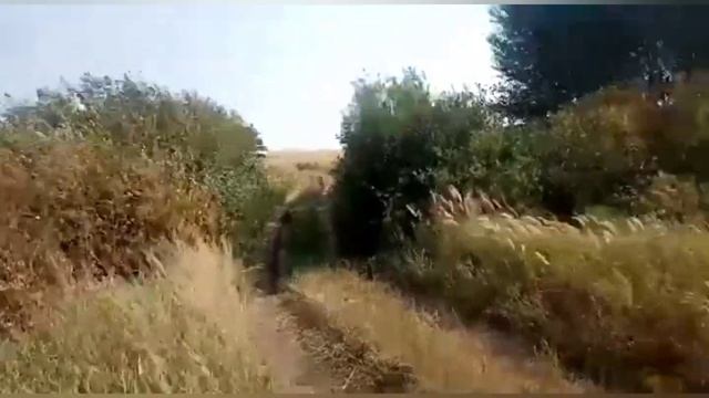 возим сено. газель работяга