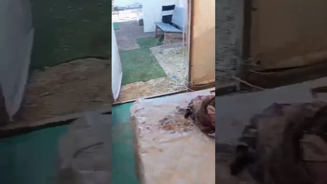 Анапский пляж под угрозой исчезновения после разлива мазута.