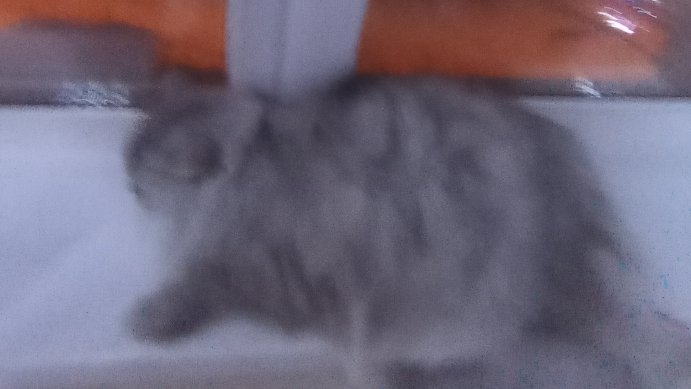мой кот