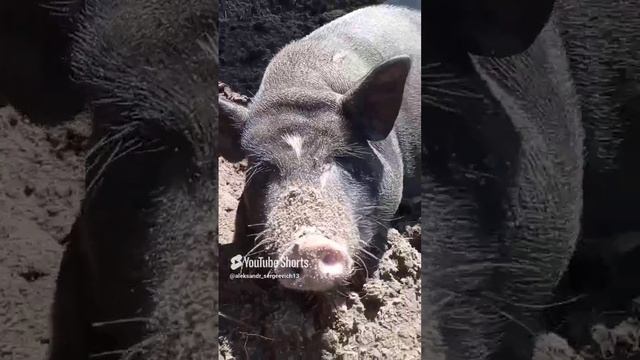 Хорошо свиньям валяться в грязи