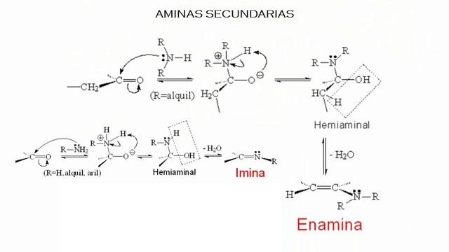 Adición de amoniaco, aminas y derivados a aldehídos y cetonas. Aprende Química Orgánica conmigo
