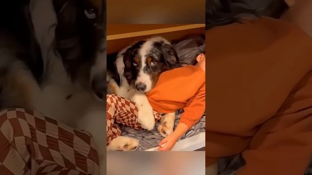 Собаки люблю вас!!