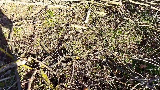 Лайф, масло и пилы) заготовка дров, распил