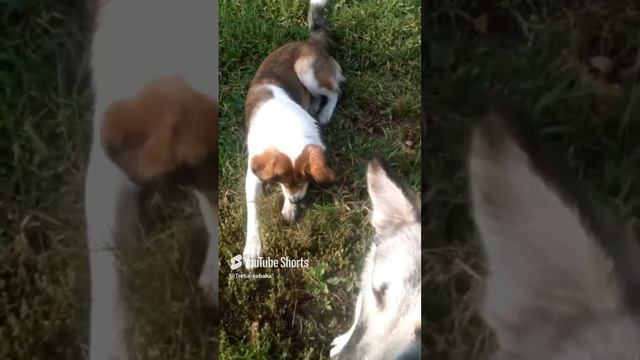 Голубка