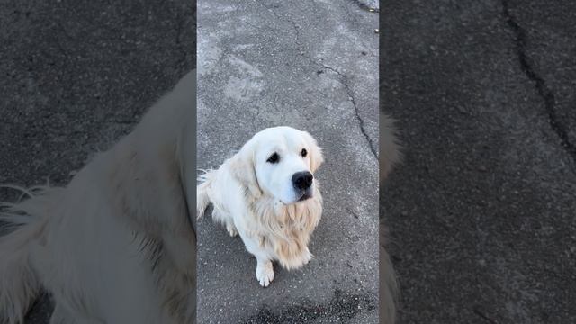 Хорошо погулял