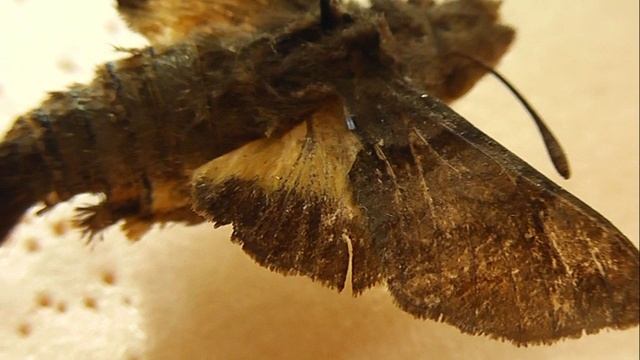 БРАЖНИКИ: 243. Macroglossum nycteris